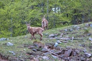 PIZZO RECASTELLO: colouir dei Ratti e Canale Nord il 12 maggio 2012 - FOTOGALLERY